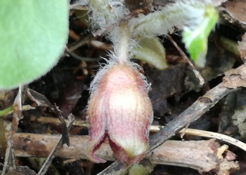 Gewöhnliche Haselwurz (Asarum europaeum) - © Bernard Wieser